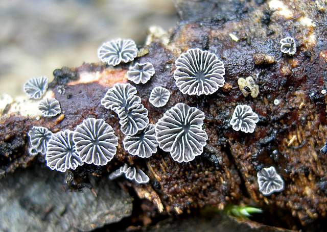 I  Funghi  dopo  l''Uragano